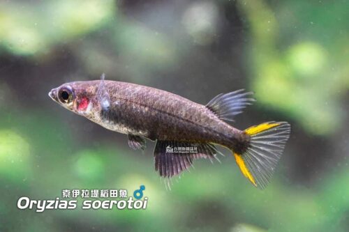 黑索伊拉堤稻田魚