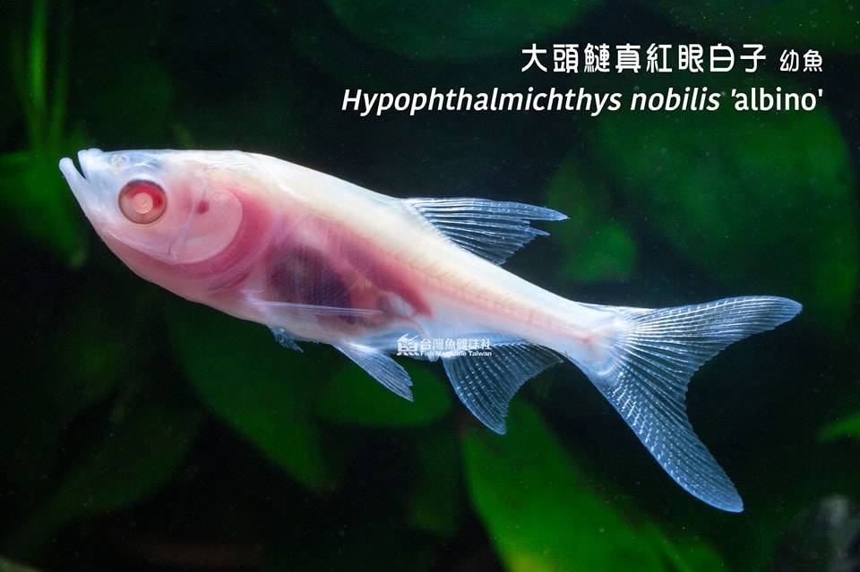 大頭鰱真紅眼白子幼魚