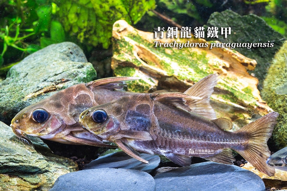青銅龍貓鐵甲