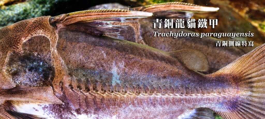 青銅龍貓鐵甲