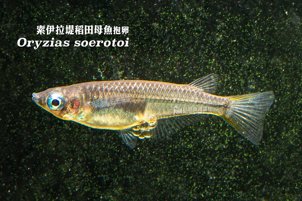 黑索伊拉堤稻田魚