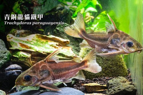 青銅龍貓鐵甲