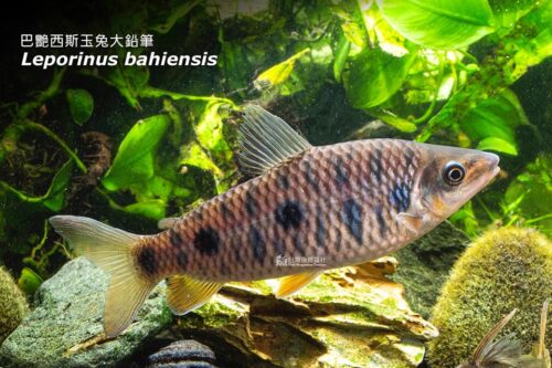 巴艷西斯玉兔大鉛筆