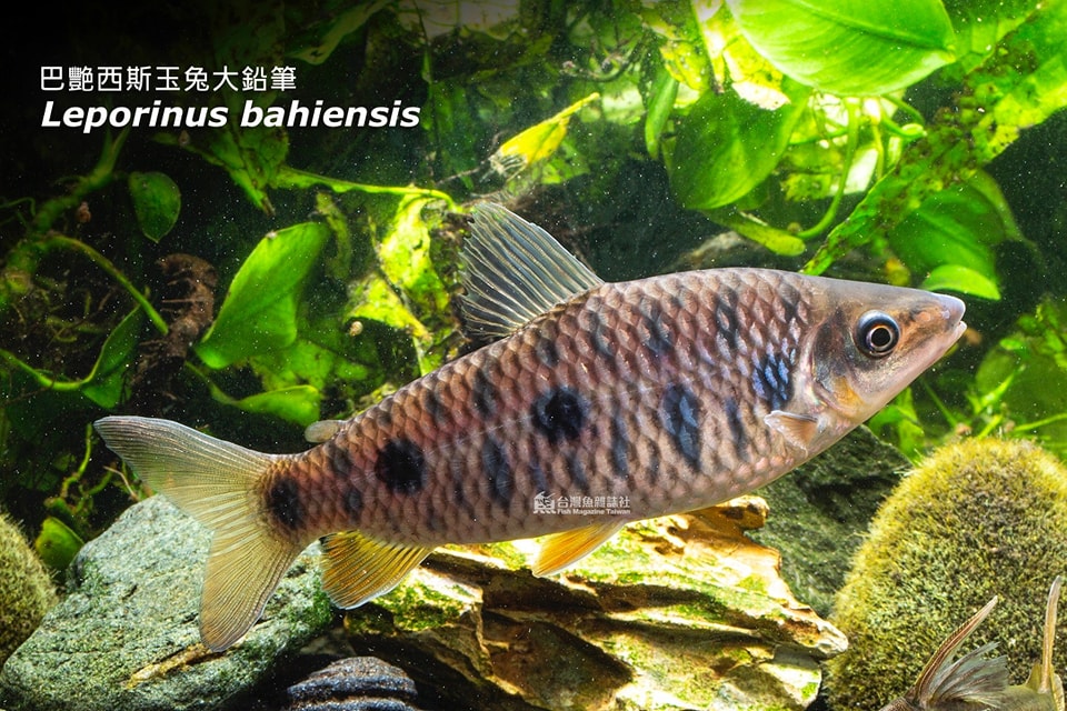 巴艷西斯玉兔大鉛筆