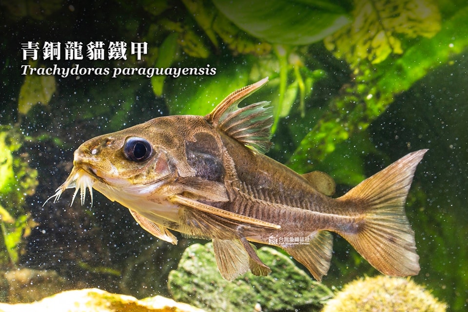 青銅龍貓鐵甲
