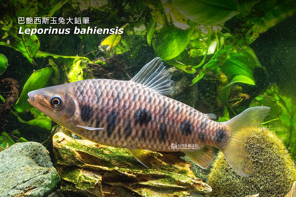 巴艷西斯玉兔大鉛筆