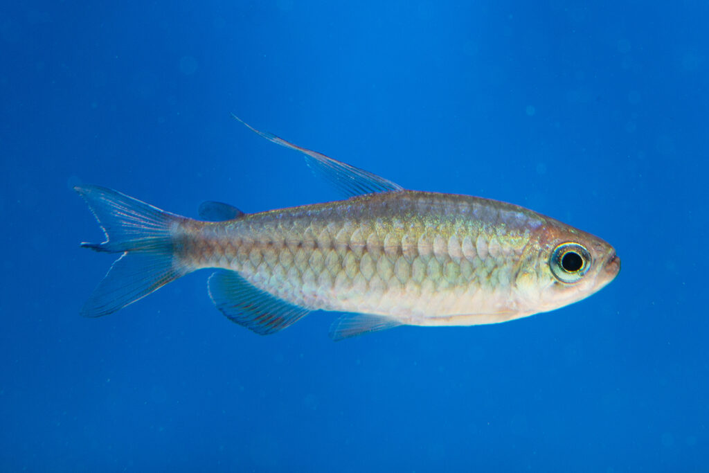 Visiting Ruinemans Aquarium B.V./ Montfoort(蒙特福特)