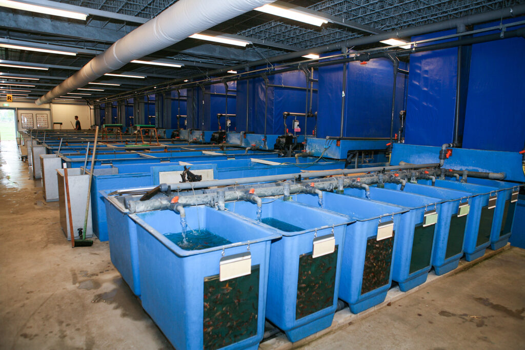Visiting Ruinemans Aquarium B.V./ Montfoort(蒙特福特)