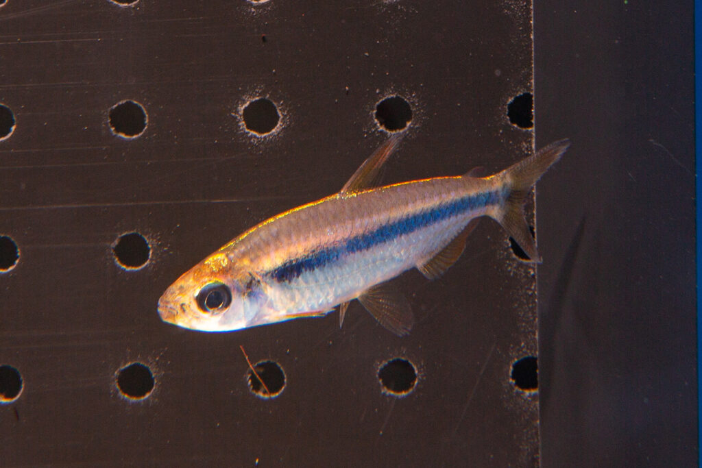 Visiting Ruinemans Aquarium B.V./ Montfoort(蒙特福特)