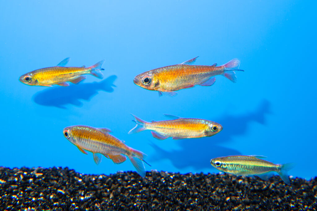 Visiting Ruinemans Aquarium B.V./ Montfoort(蒙特福特)