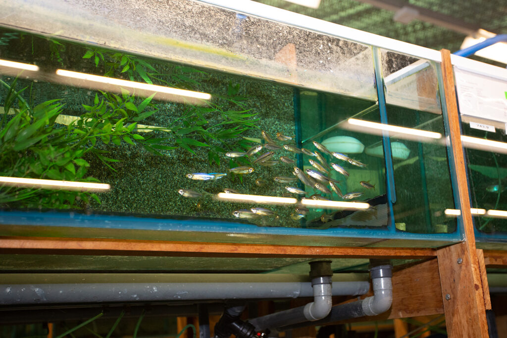 Visiting Ruinemans Aquarium B.V./ Montfoort(蒙特福特)