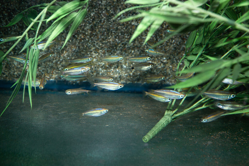 Visiting Ruinemans Aquarium B.V./ Montfoort(蒙特福特)