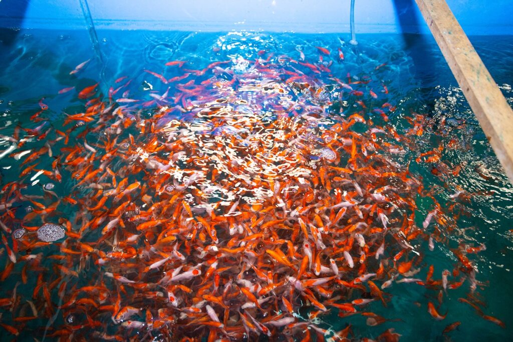 Visiting Ruinemans Aquarium B.V./ Montfoort(蒙特福特)