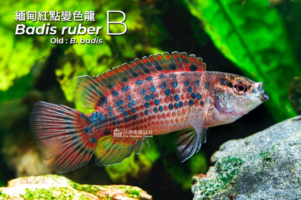 緬甸紅點變色龍