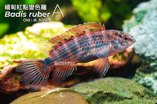 緬甸紅點變色龍