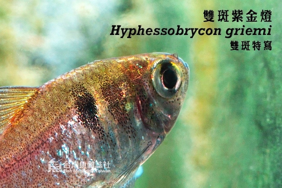 雙斑紫金燈