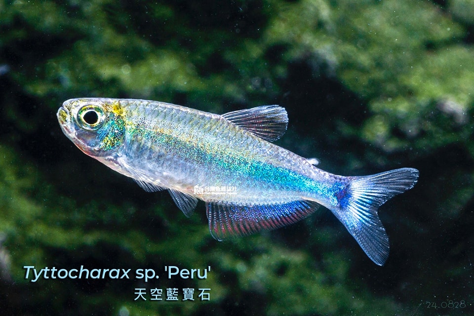 天空藍寶石燈