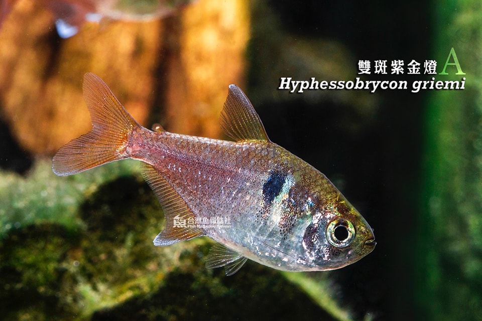 雙斑紫金燈