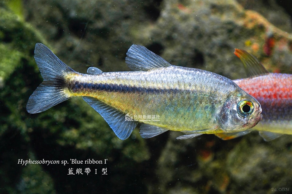 藍緞帶I型