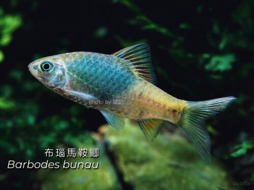 布瑙馬鞍鯽