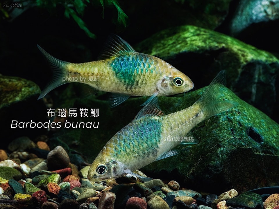 布瑙馬鞍鯽