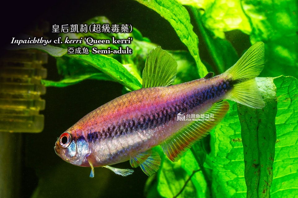 皇后凱莉(超級毒藥)
