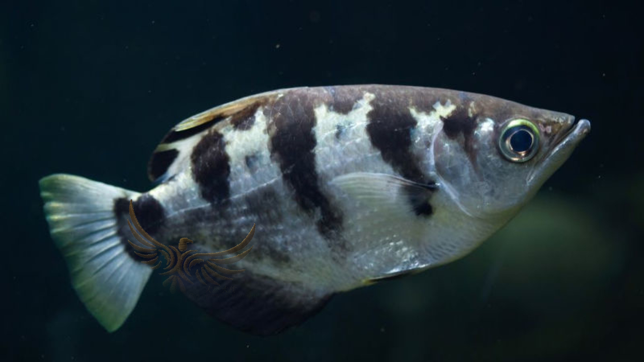 高射炮 高射炮 射水魚