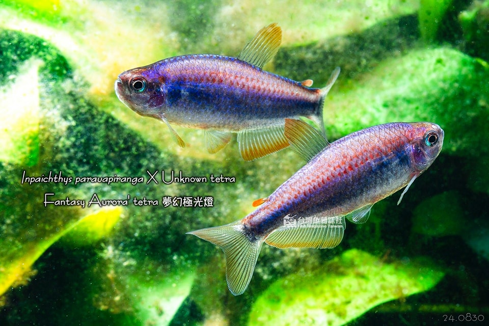 夢幻極光燈