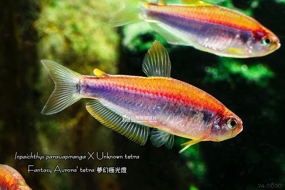 夢幻極光燈