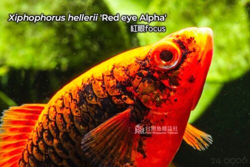 Xiphophorus hellerii maculatus red eye Alpha