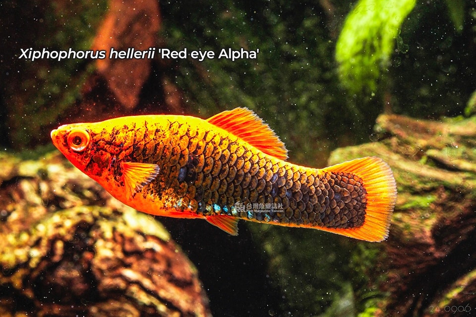 Xiphophorus hellerii maculatus red eye Alpha