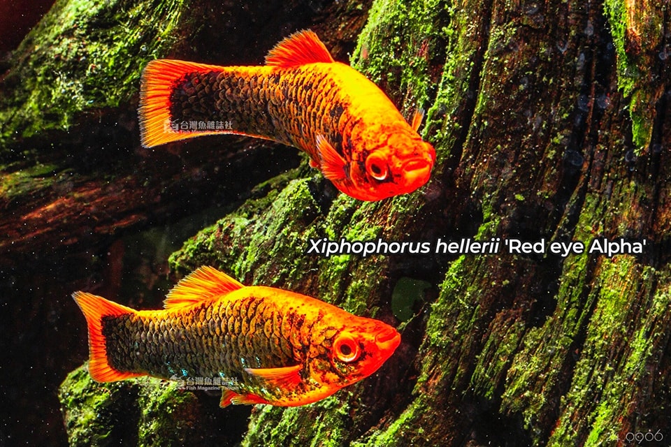 Xiphophorus hellerii maculatus red eye Alpha