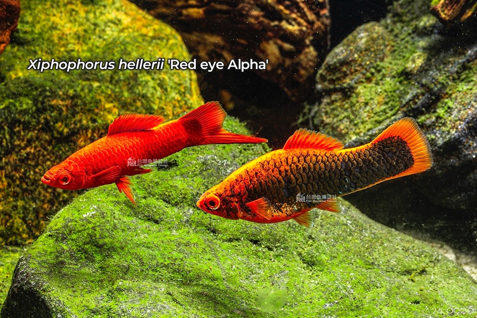 Xiphophorus hellerii maculatus red eye Alpha