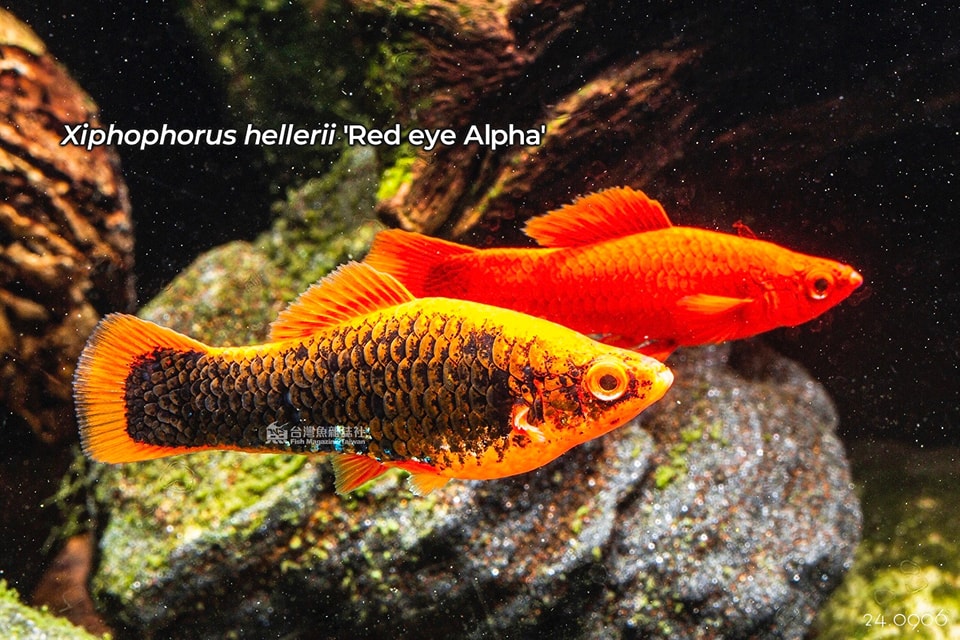 Xiphophorus hellerii maculatus red eye Alpha