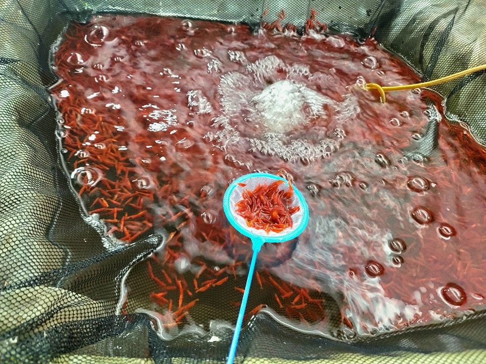 南美短鯛繁殖場