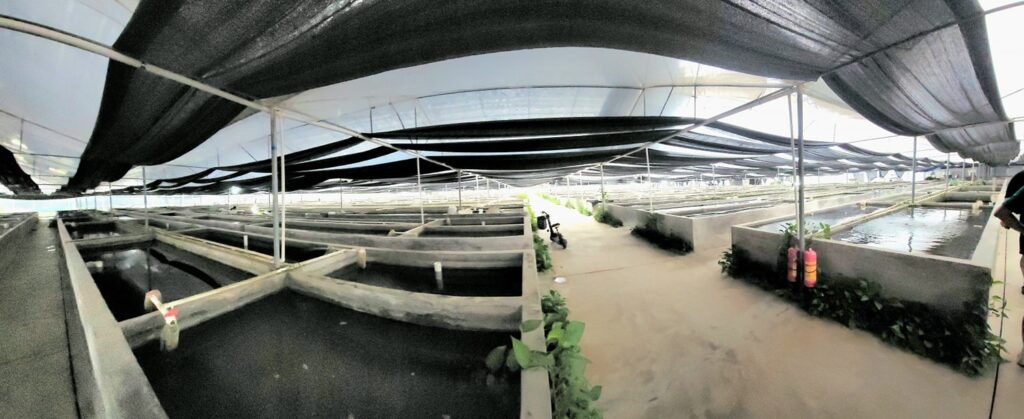 南美短鯛繁殖場