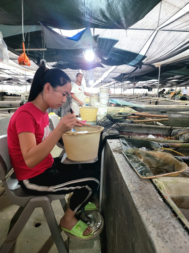 南美短鯛繁殖場