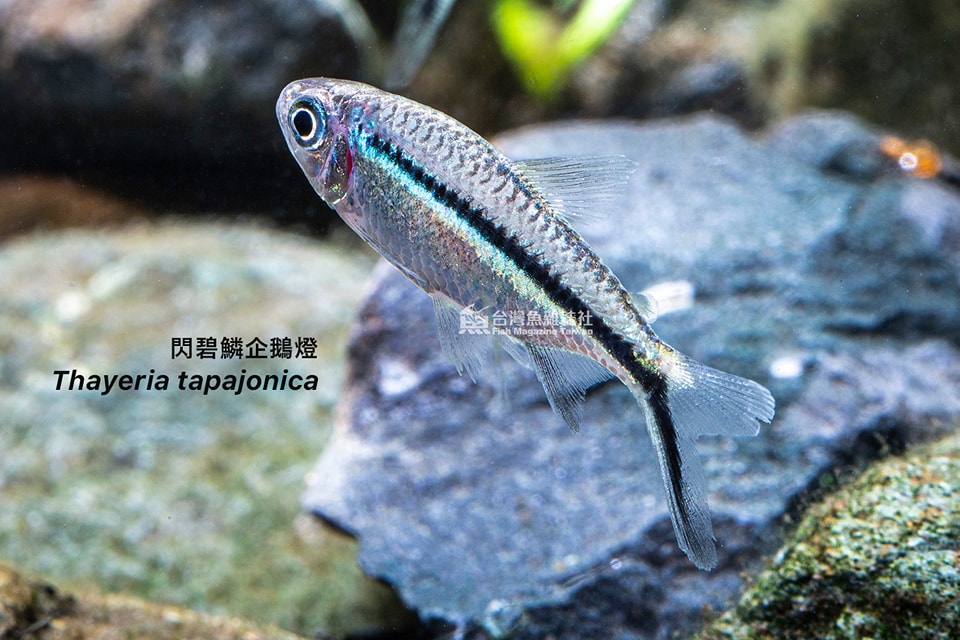 閃碧鱗企鵝燈