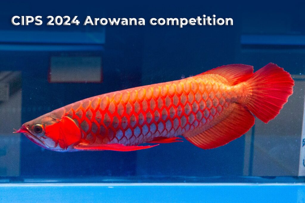 CIPS 2024