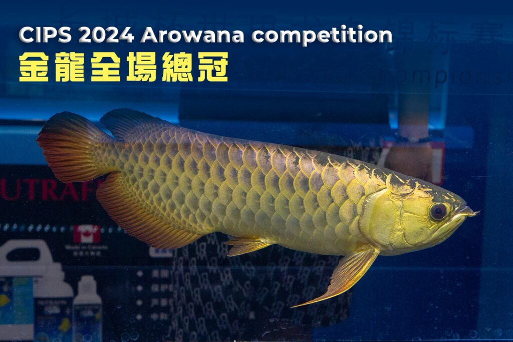 CIPS 2024
