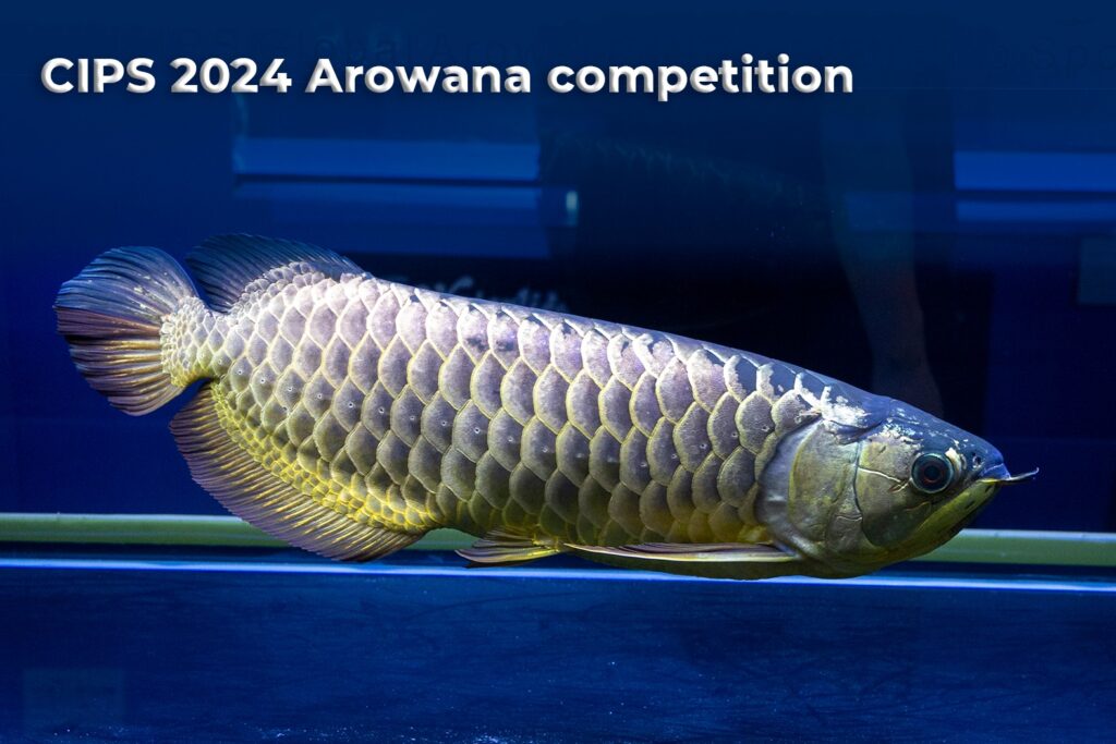 CIPS 2024