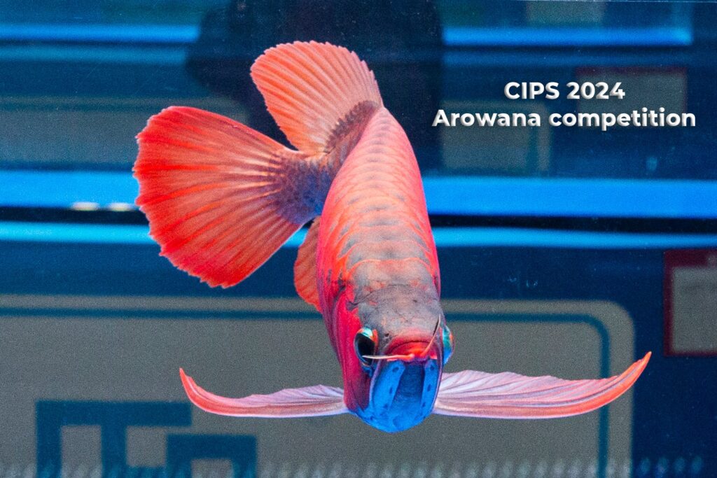 CIPS 2024
