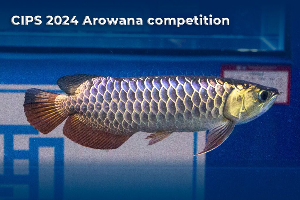 CIPS 2024