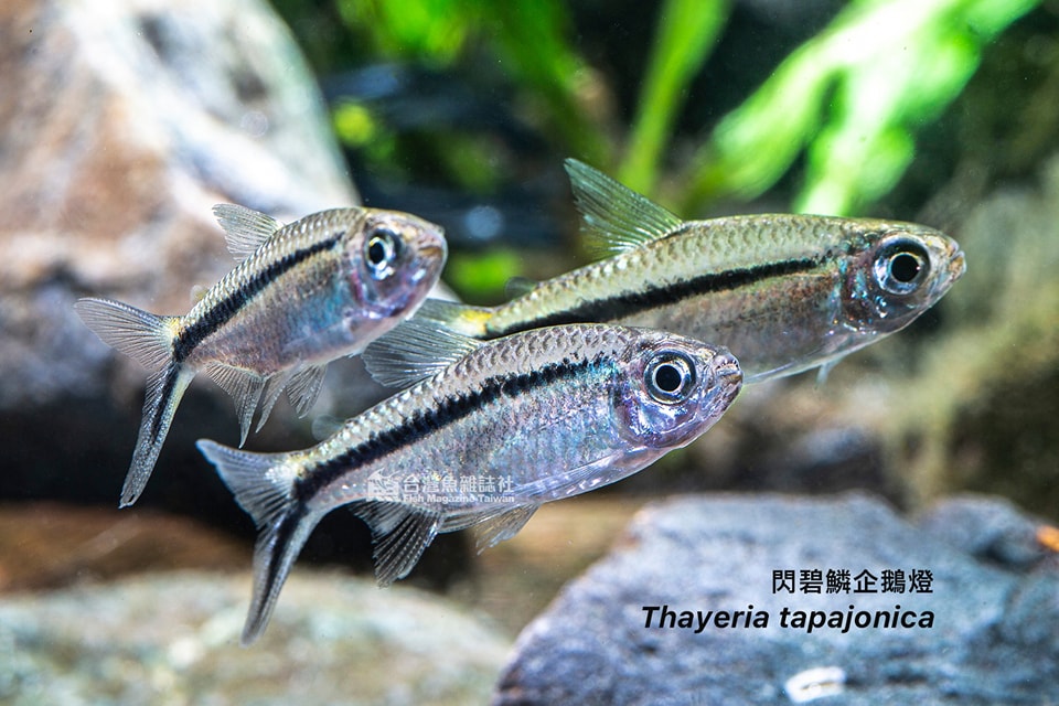 閃碧鱗企鵝燈