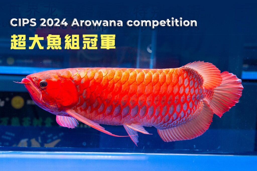 CIPS 2024