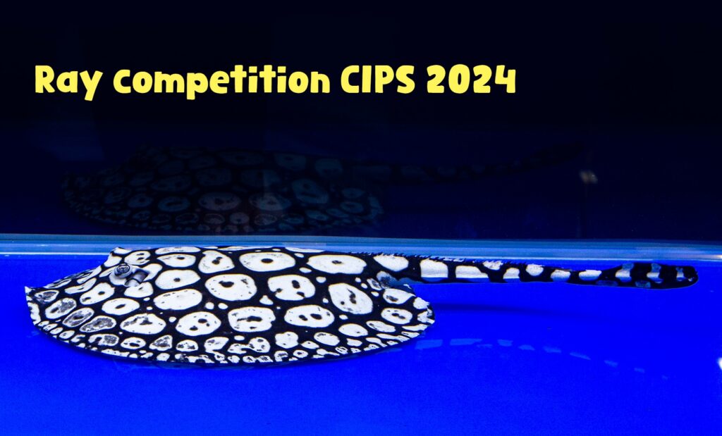 CIPS 2024