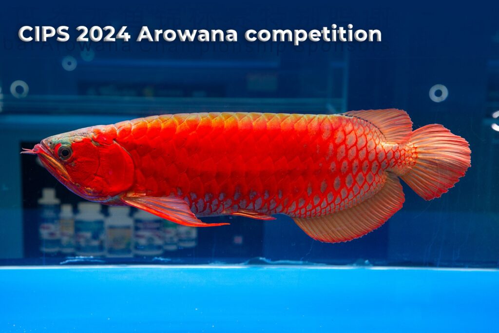 CIPS 2024