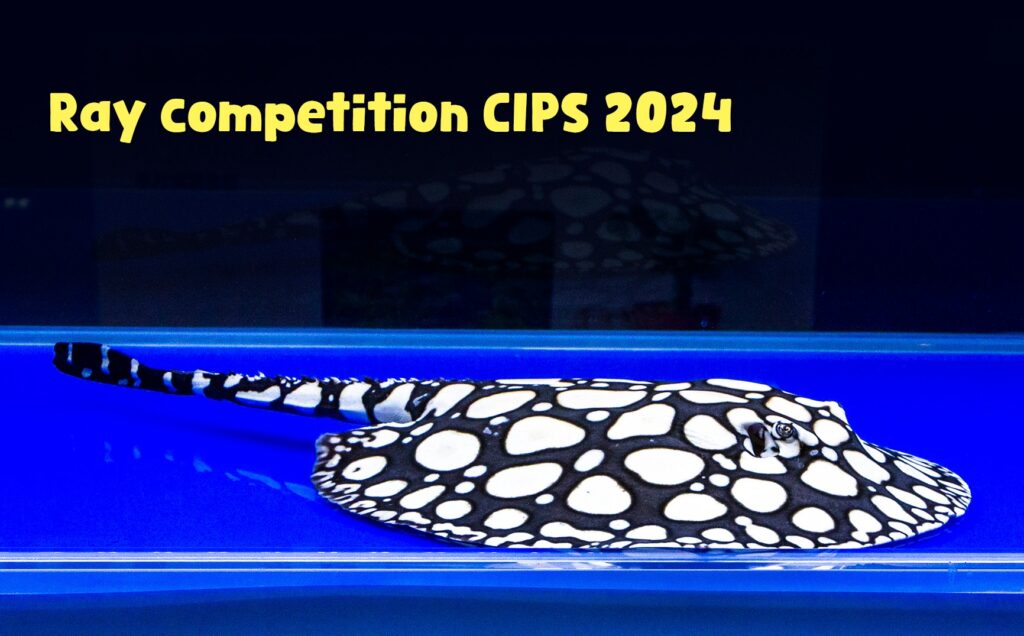 CIPS 2024