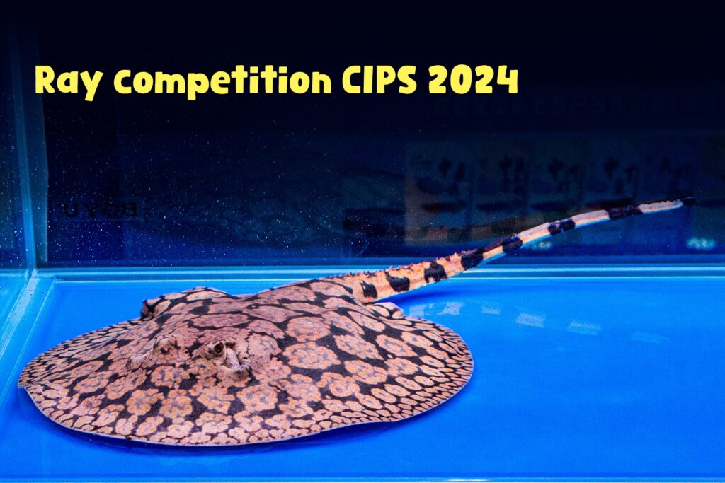 CIPS 2024