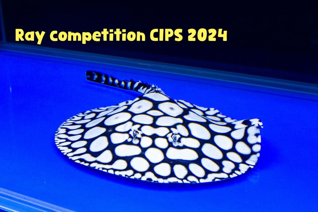 CIPS 2024